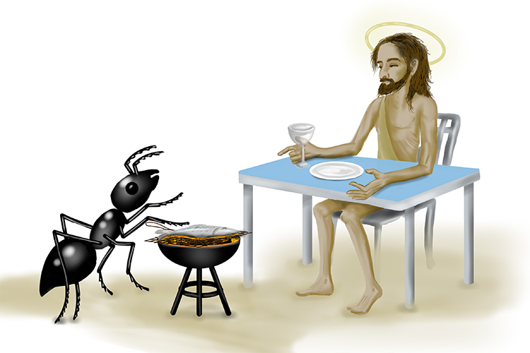The ant was eager to barbecue the (Antigua and Barbuda)  fish for St John (Saint John's) the Baptist